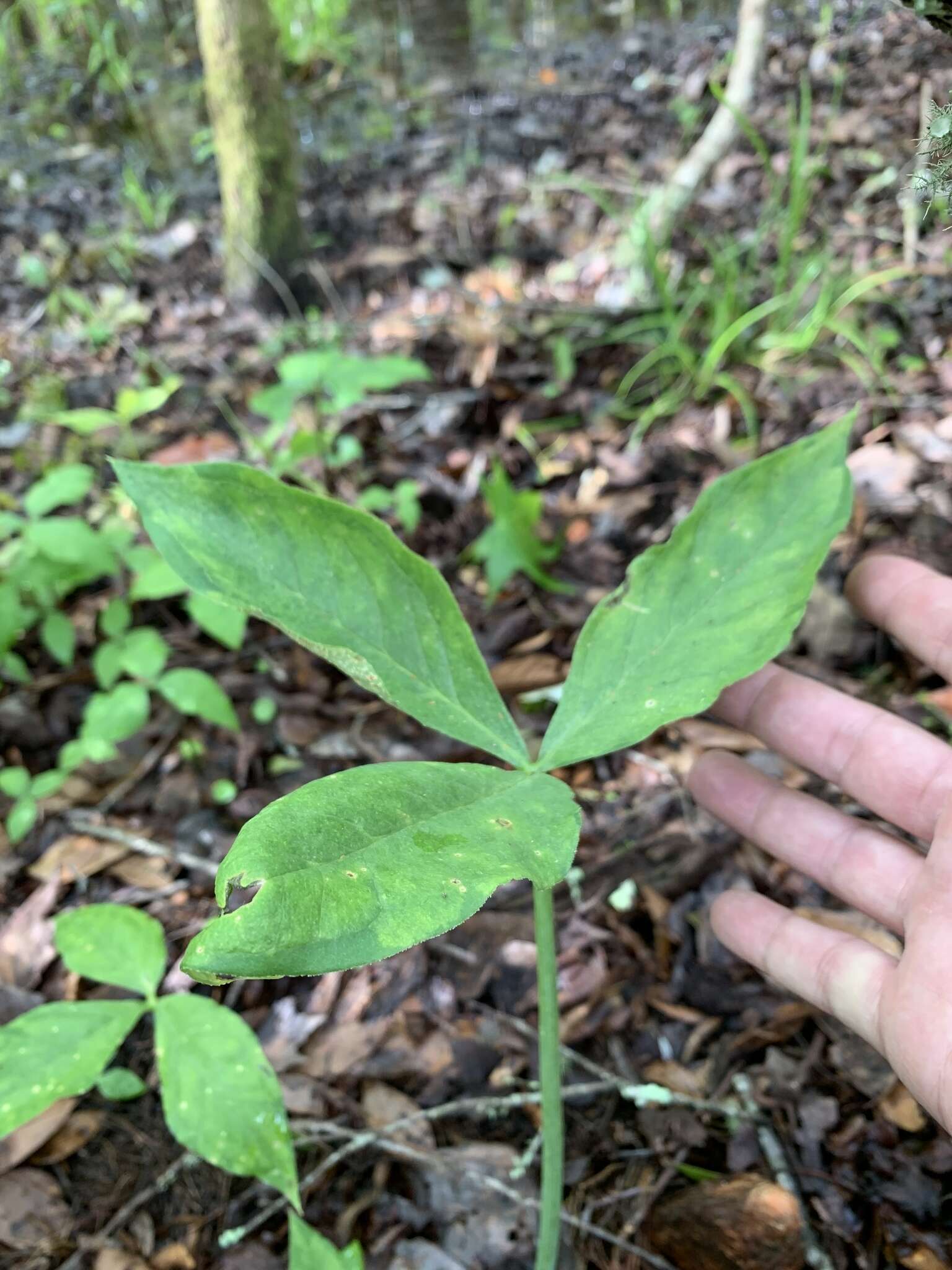 Слика од Arisaema triphyllum (L.) Schott