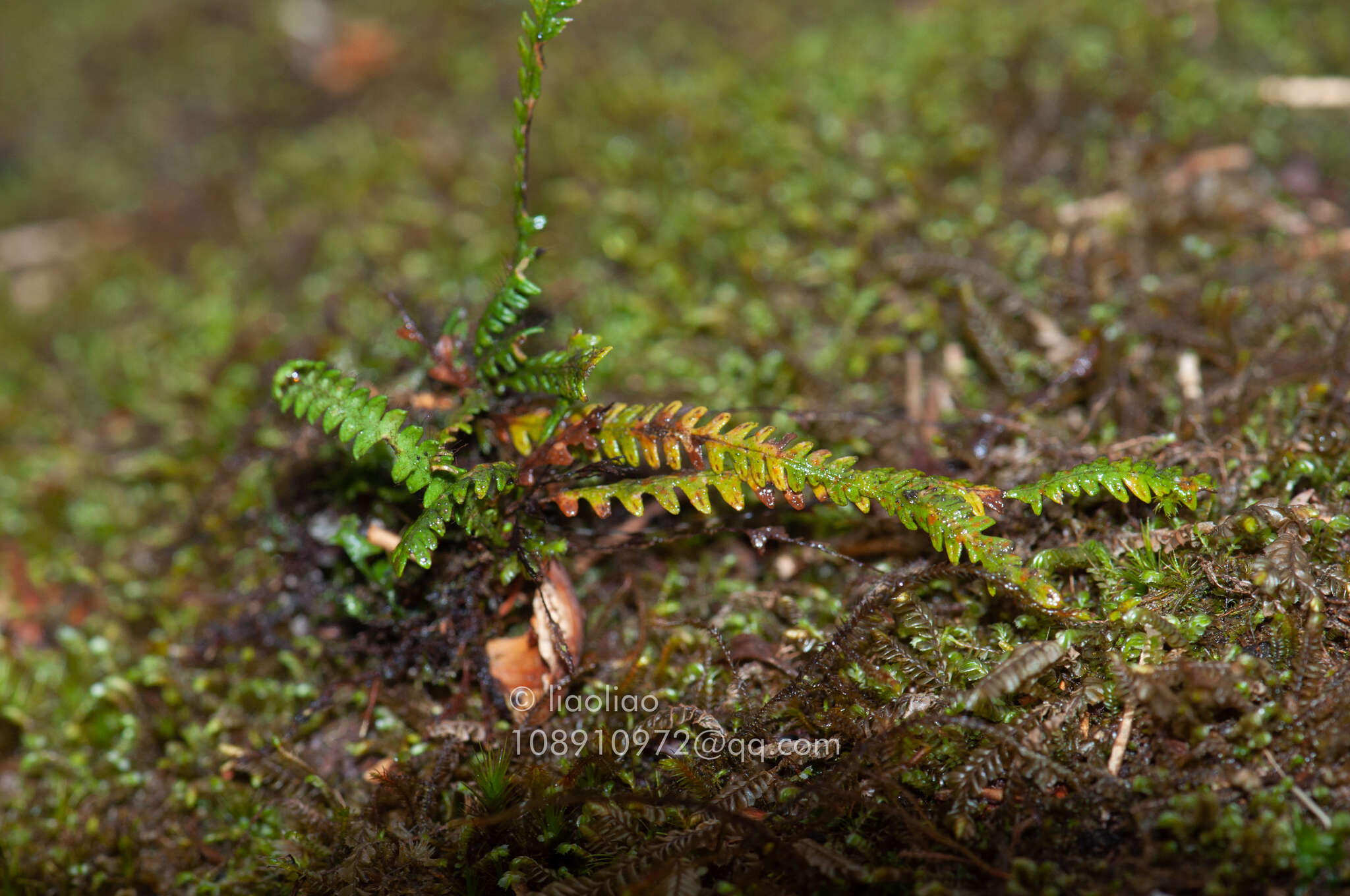 Image of Micropolypodium okuboi (Yatabe) Hayata