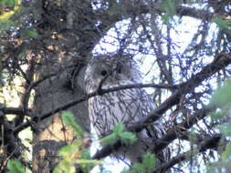 Image of Ural Owl