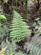 Image de Athyrium microphyllum (Sm.) Alston