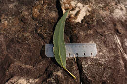 Image of Eucalyptus goniocalyx subsp. goniocalyx