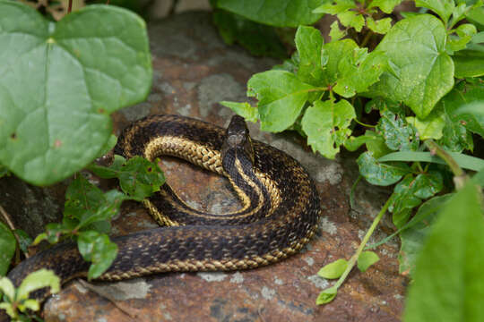 Image of Thamnophis sirtalis sirtalis (Linnaeus 1758)