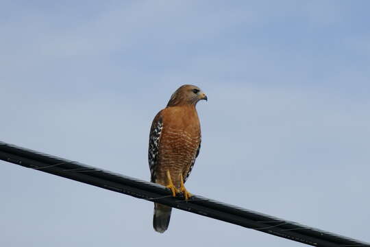 Image of Buteo lineatus elegans Cassin 1855