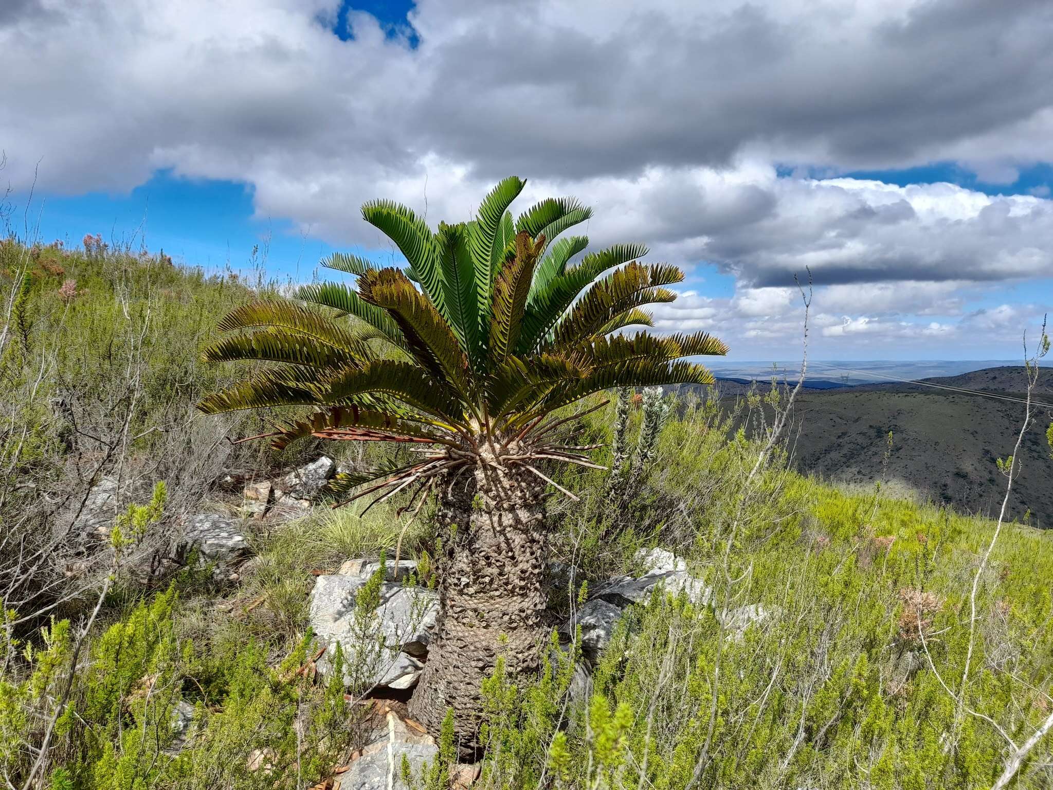 Image of Suurberg Cycad