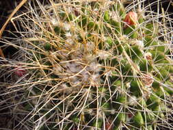 صورة Mammillaria compressa subsp. centralifera (Repp.) D. R. Hunt