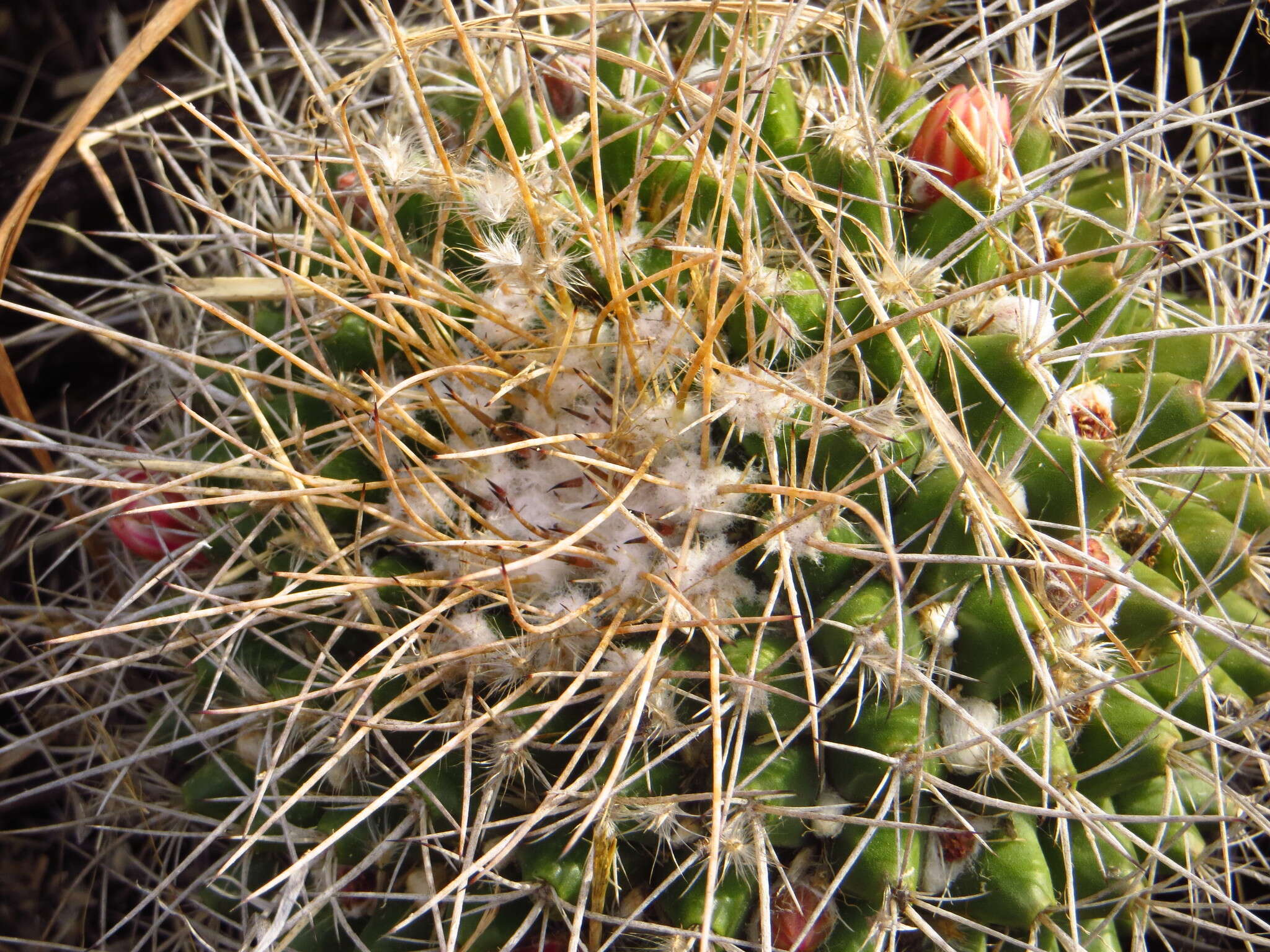 صورة Mammillaria compressa subsp. centralifera (Repp.) D. R. Hunt