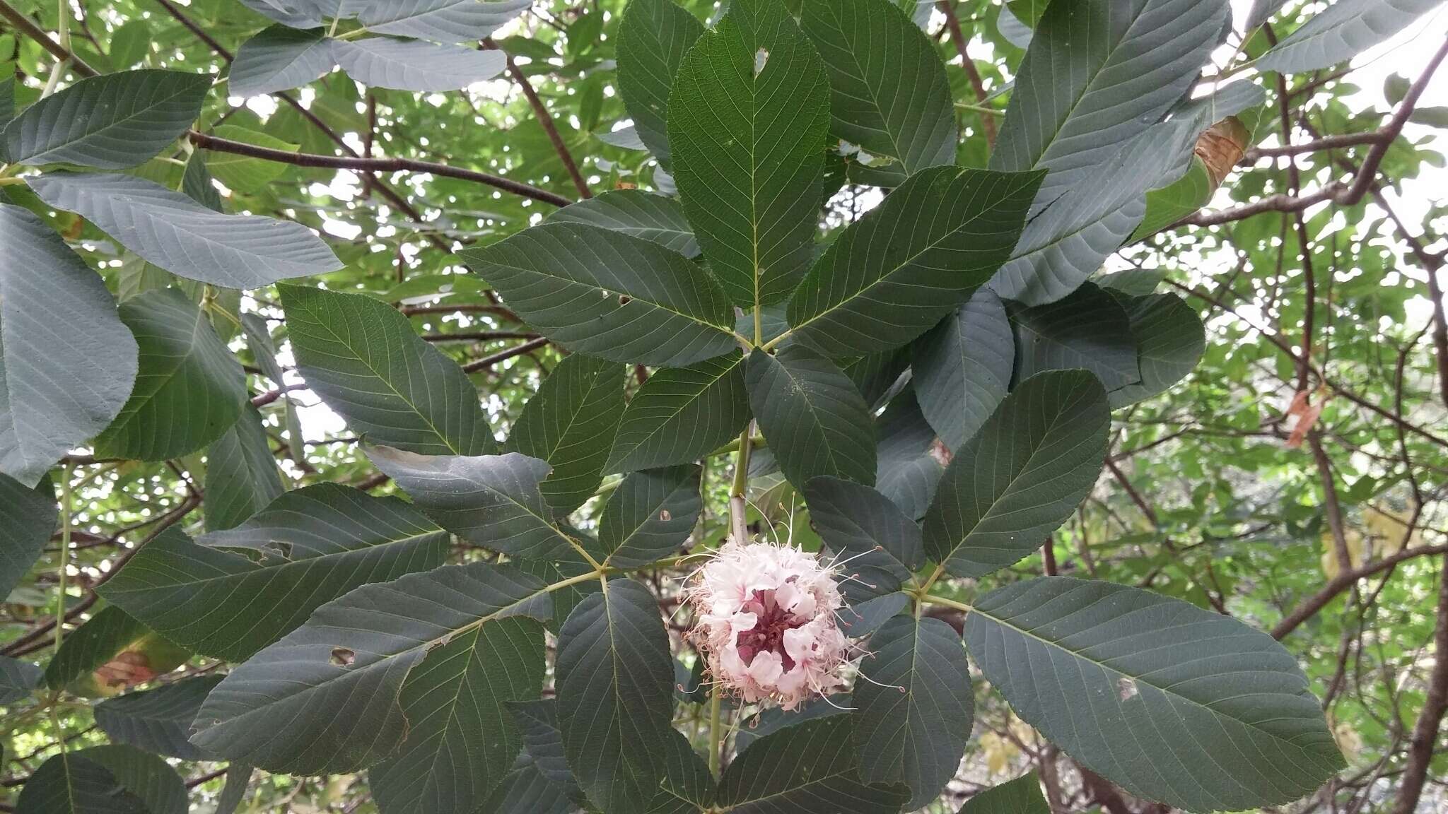 Image of California buckeye