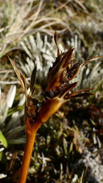 Image of Aciphylla traillii T. Kirk