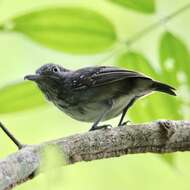 Image of Spot-crowned Antvireo