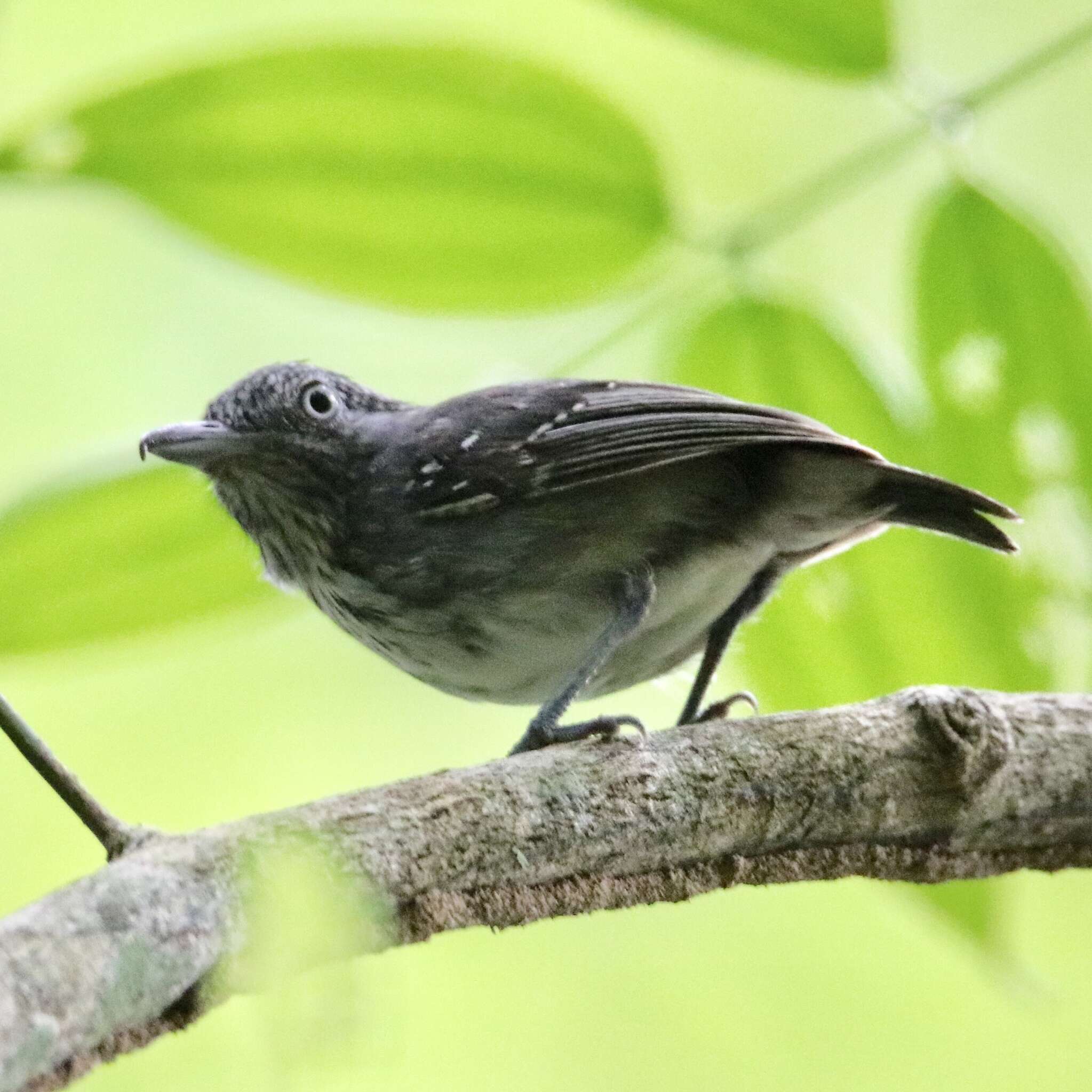 Image of Spot-crowned Antvireo