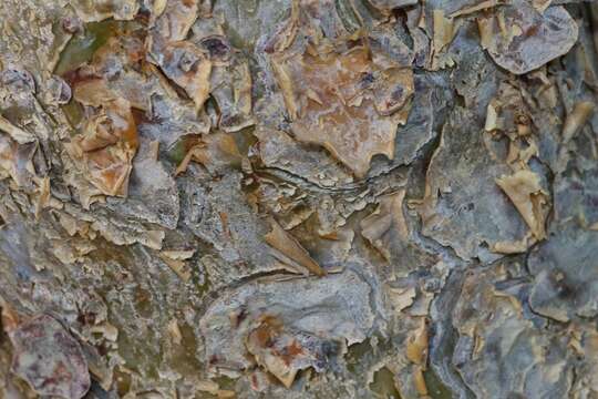 Image of Satin-bark corkwood