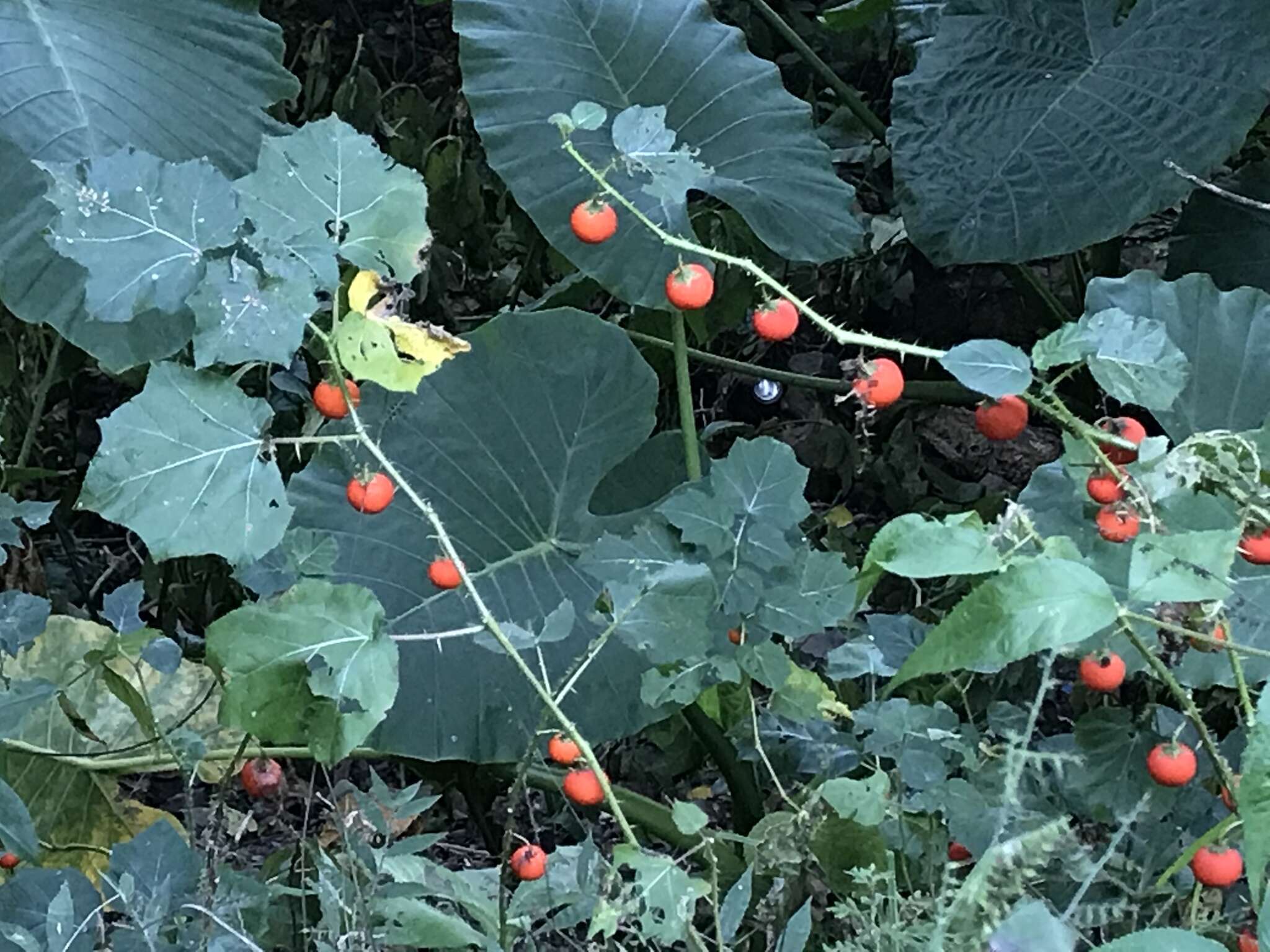 Imagem de Solanum capsicoides Allioni