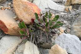 Image of Pelargonium burgerianum J. J. A. Van der Walt