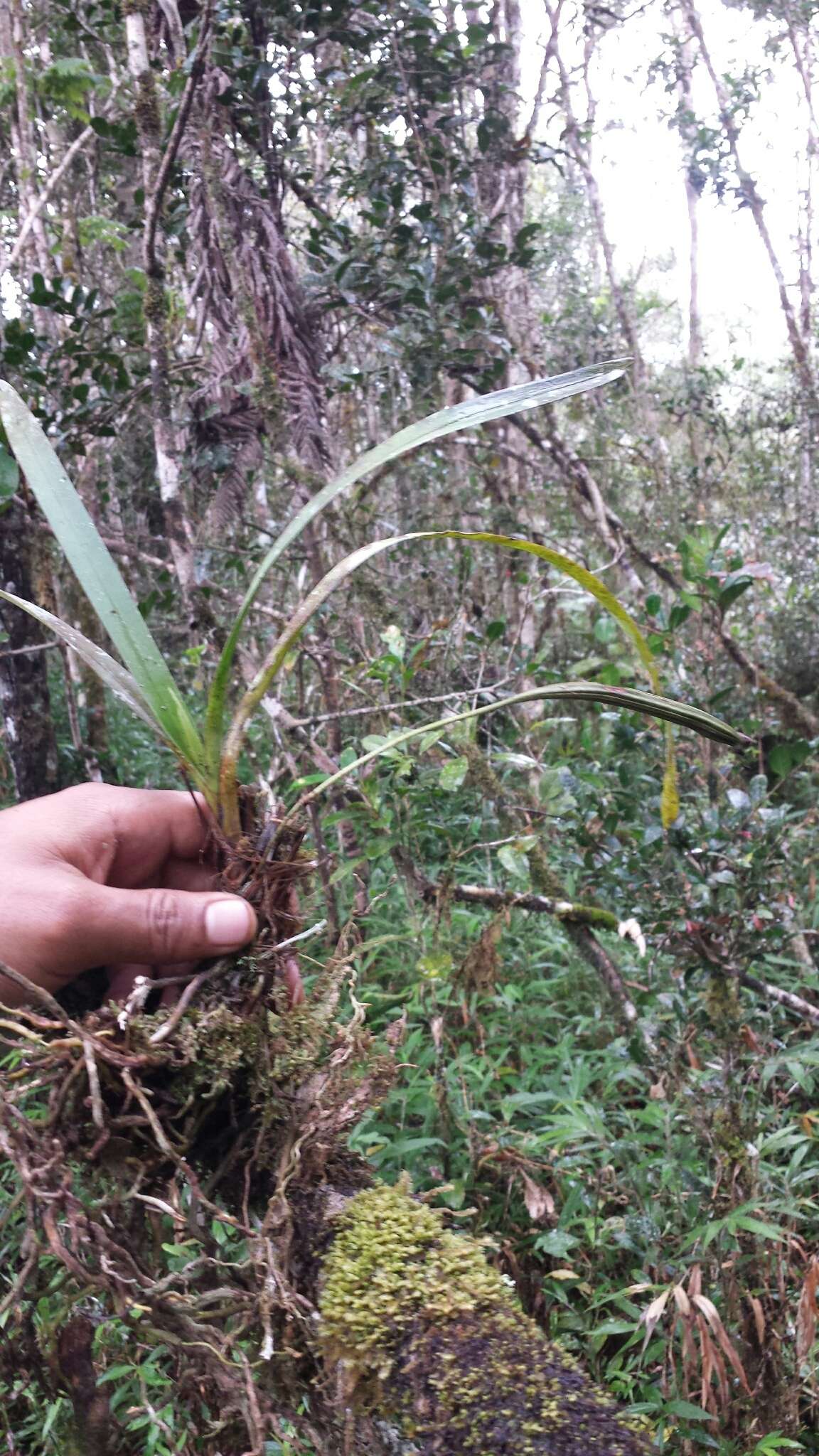 Image of Jumellea arachnantha (Rchb. fil.) Schltr.