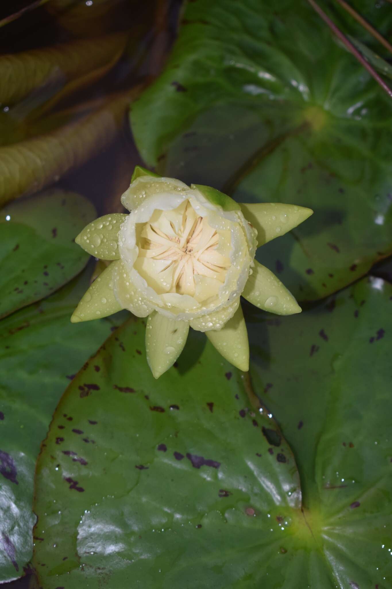 Image of Amazon Water-Lily