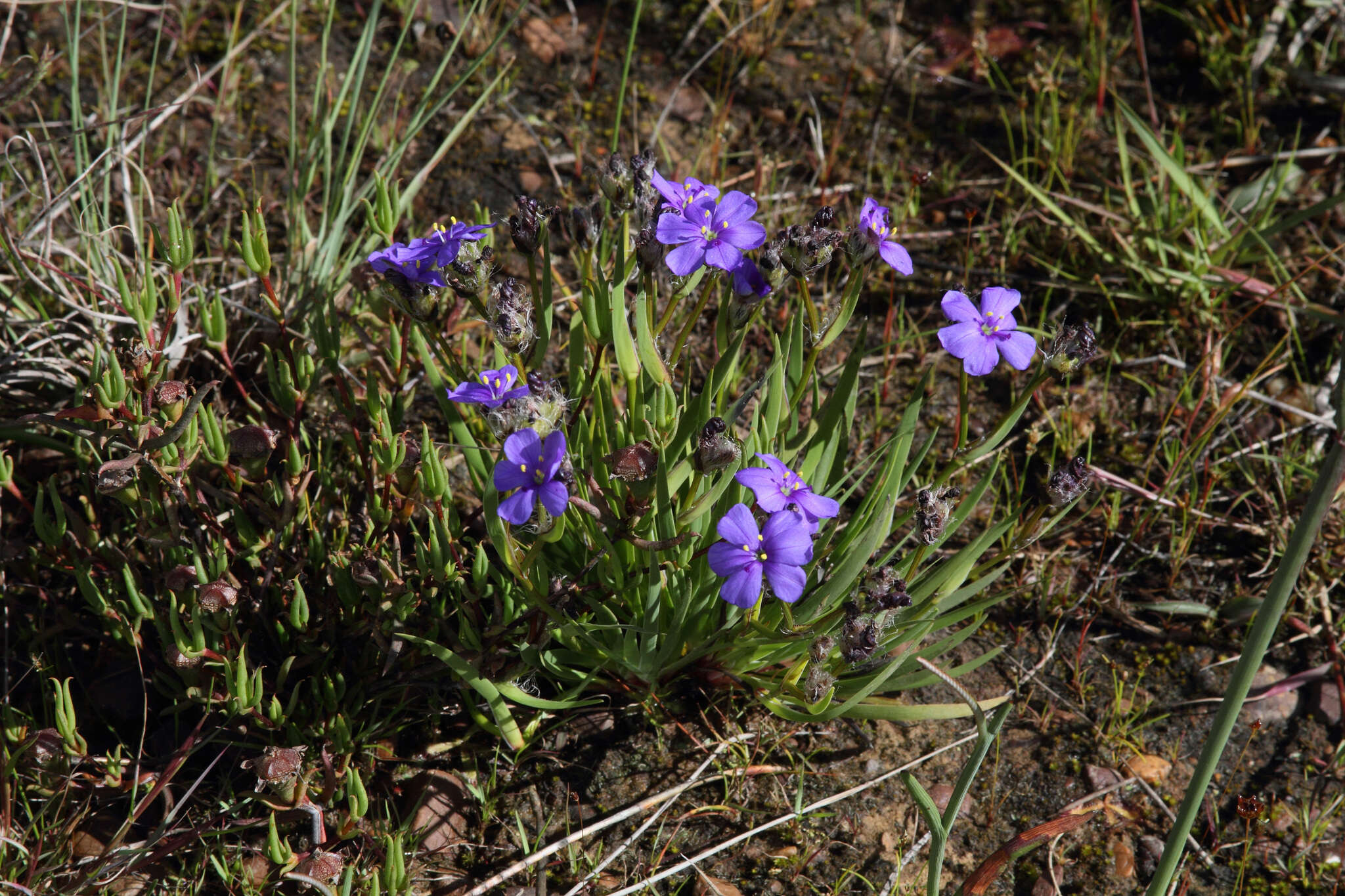 Image of Aristea africana (L.) Hoffmanns.