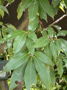 Image of bamboo-leaf oak