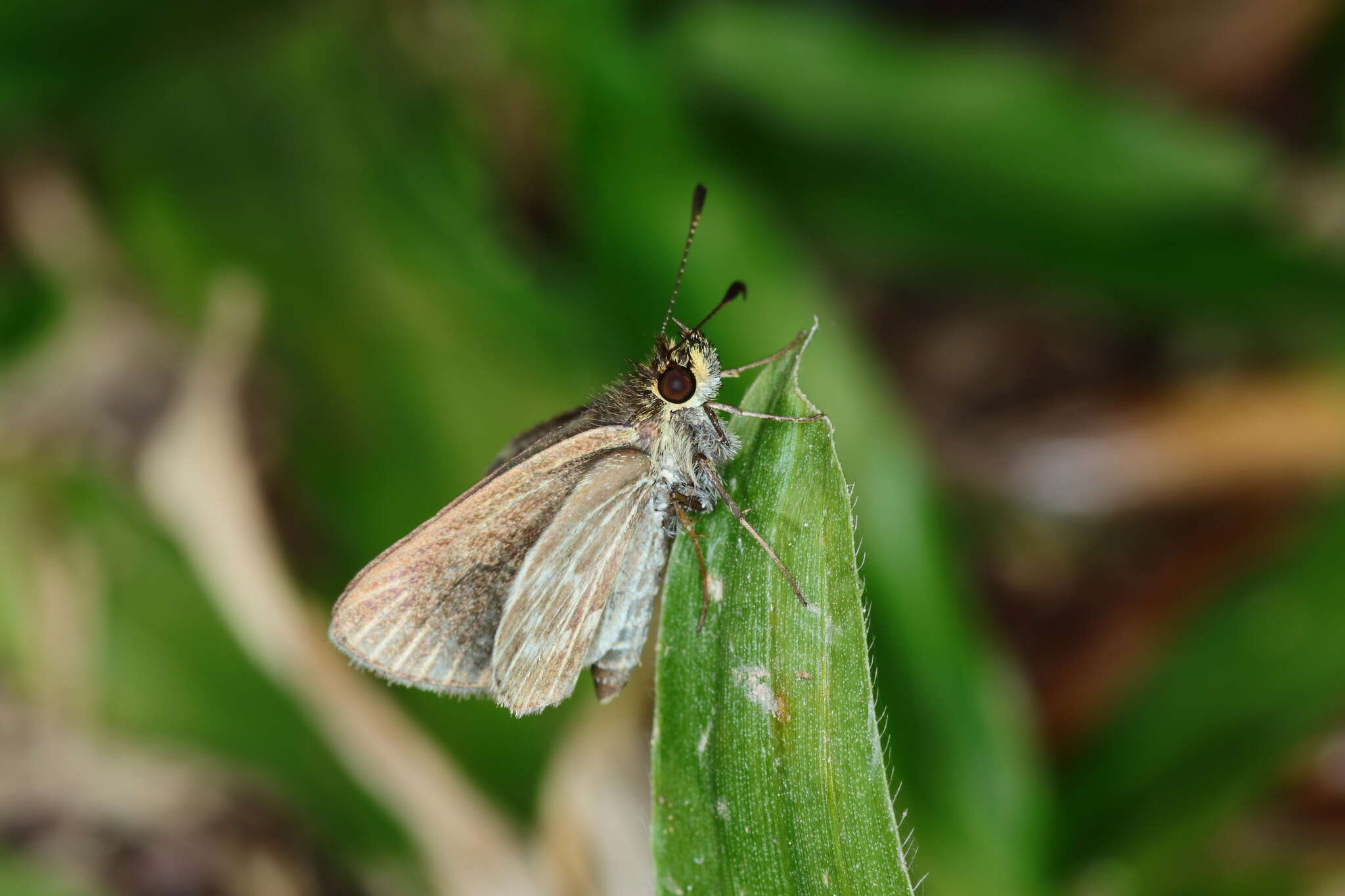 Imagem de Callimormus interpunctata Plötz 1884