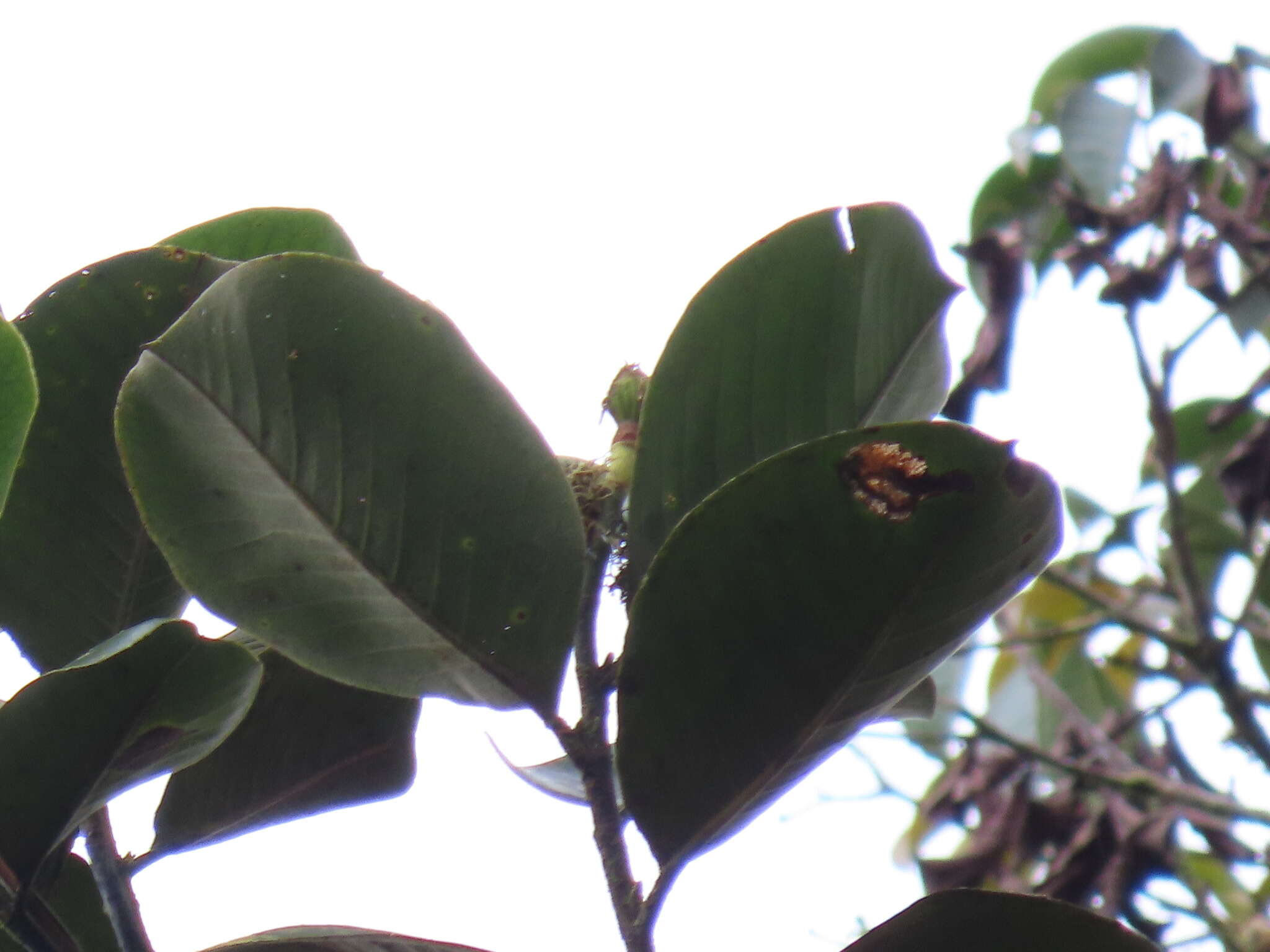 Image de Magnolia yarumalensis (Lozano) Govaerts