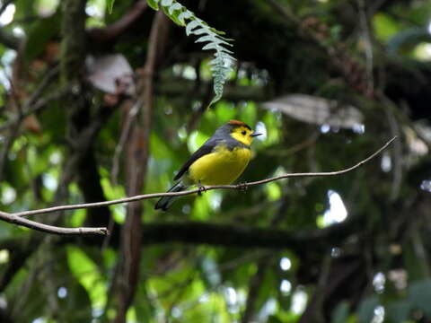 Image of Collared Whitestart