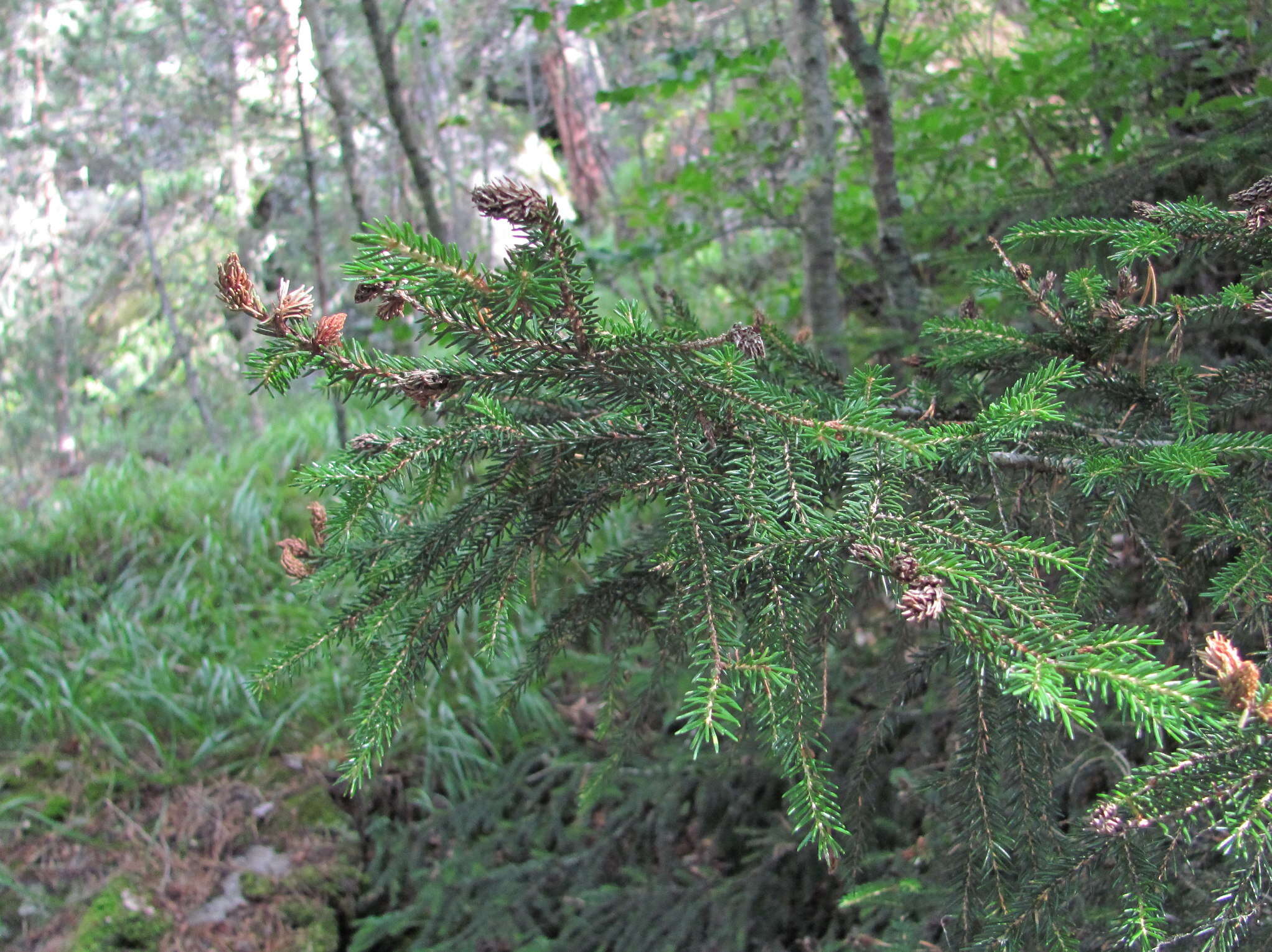 Image of Caucasian Spruce