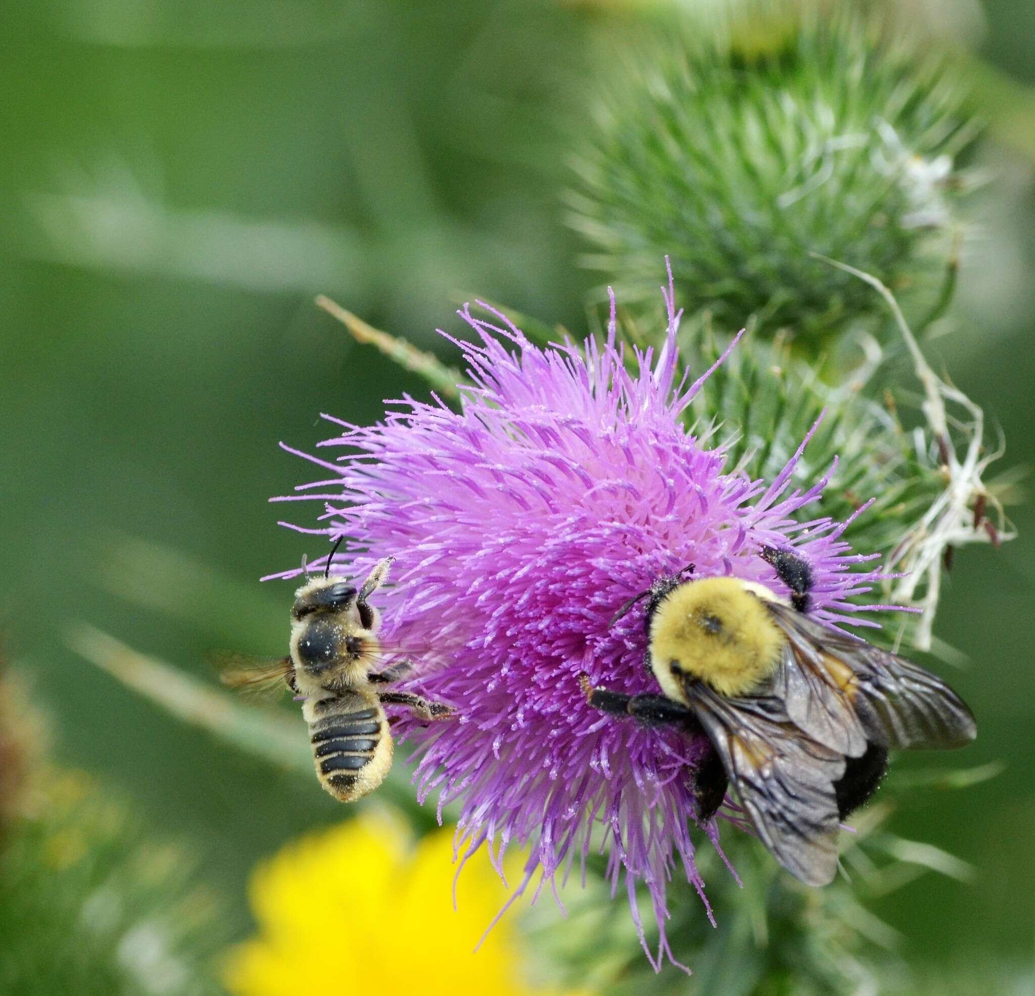 Image of Broad-handed Leaf-cutter Bee