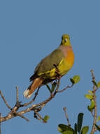 Image of Orange-breasted Green Pigeon