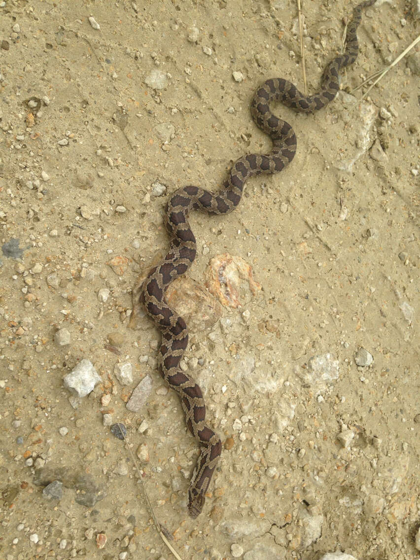 Image of Prairie Kingsnake