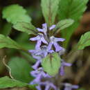 Image of Ajuga yesoensis var. tsukubana Nakai