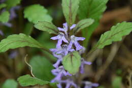 Ajuga yesoensis Maxim. ex Franch. & Sav.的圖片