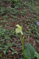 Image of Roscoea cautleyoides Gagnep.