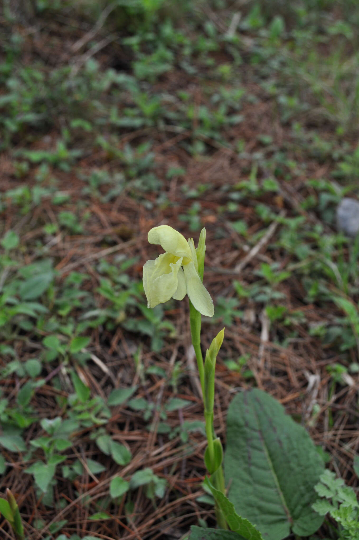 Image of Roscoea cautleyoides Gagnep.