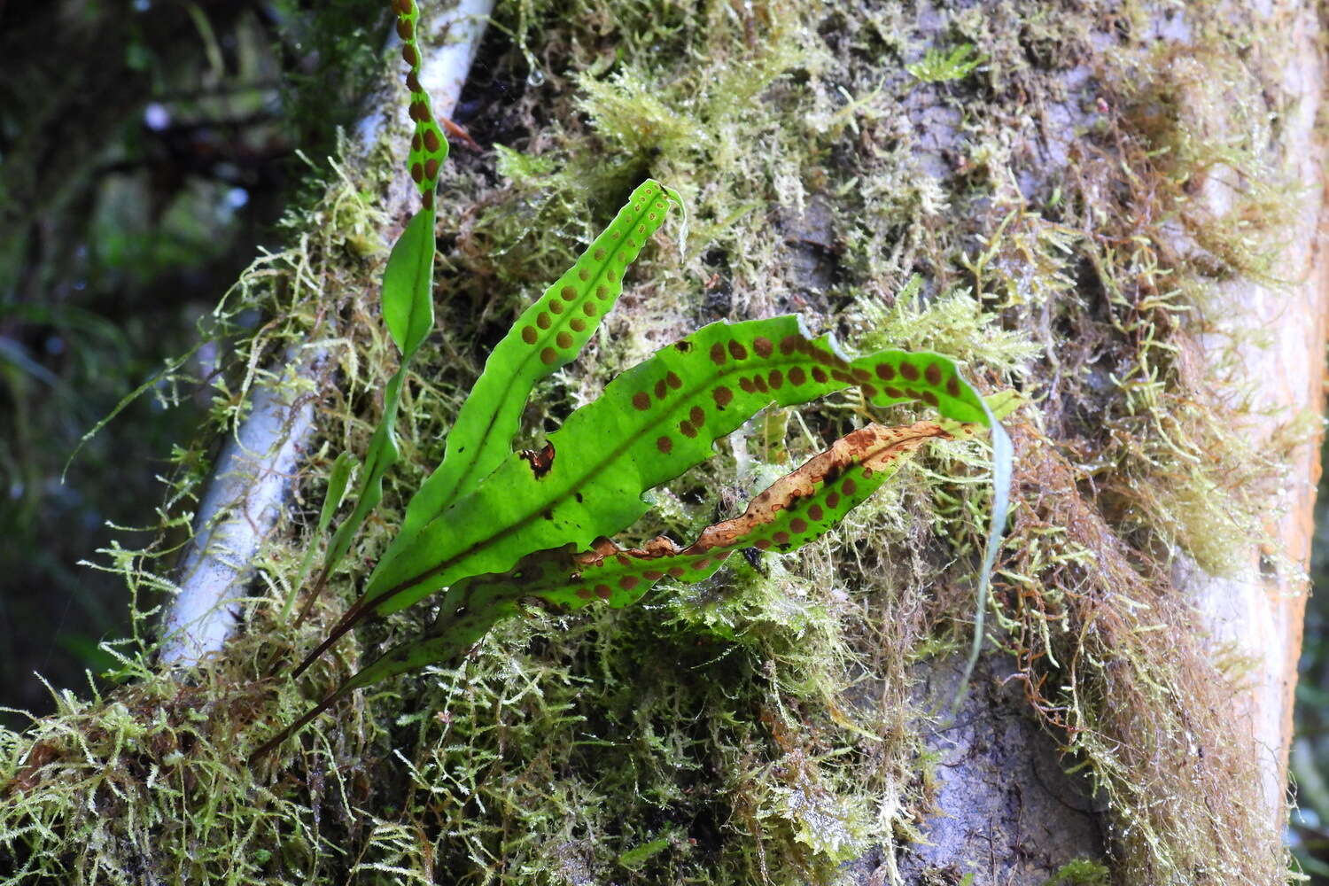 Image of Lepisorus obscurevenulosus (Hayata) Ching