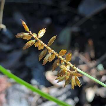 Слика од Cyperus tetragonus Elliott