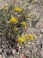 Imagem de Acamptopappus shockleyi A. Gray