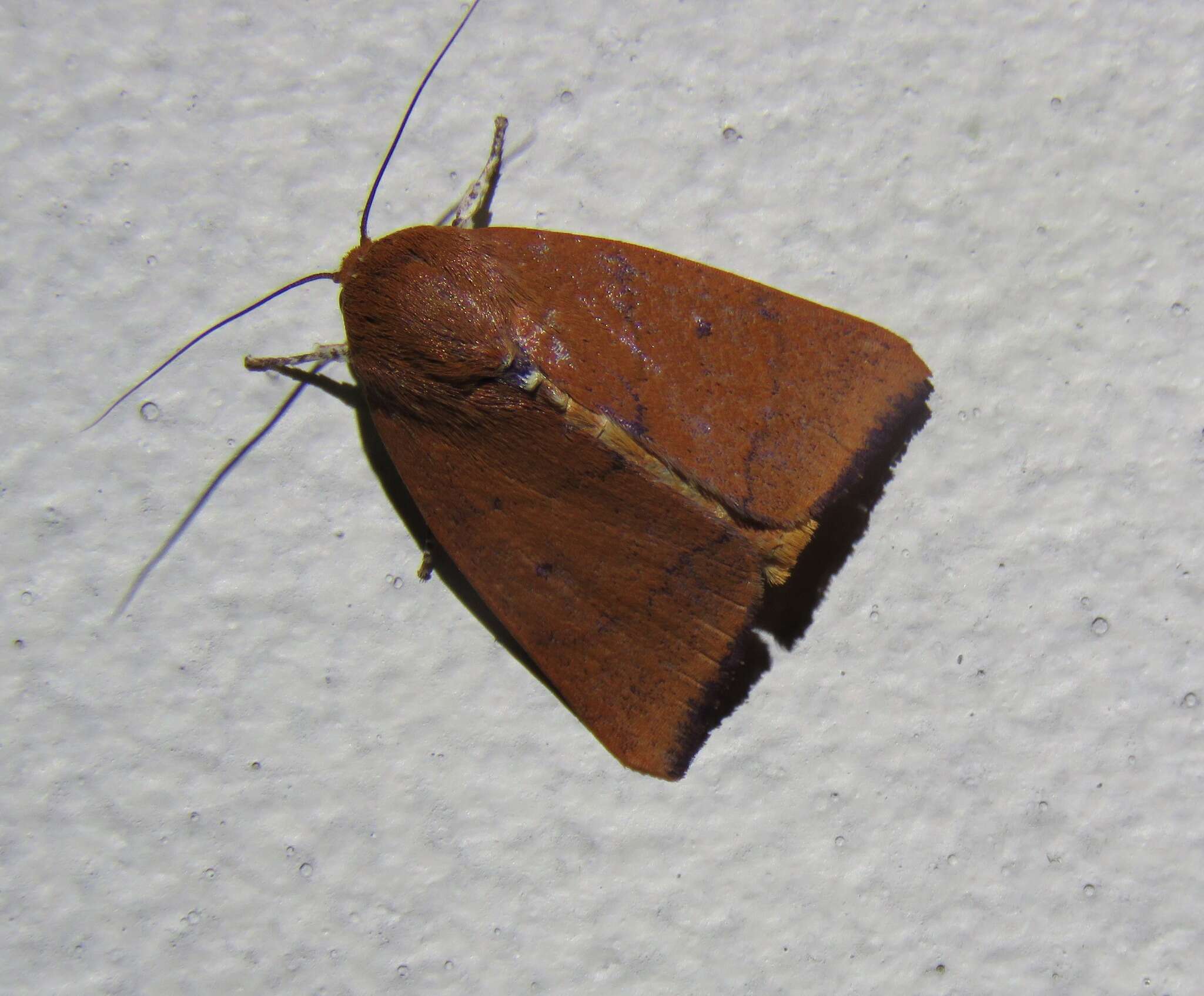 Image of Carea unipunctata Bethune-Baker 1906