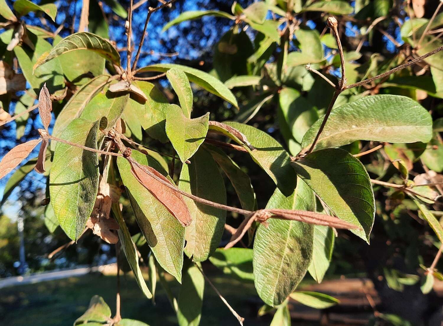 Image of Terminalia fagifolia Mart.