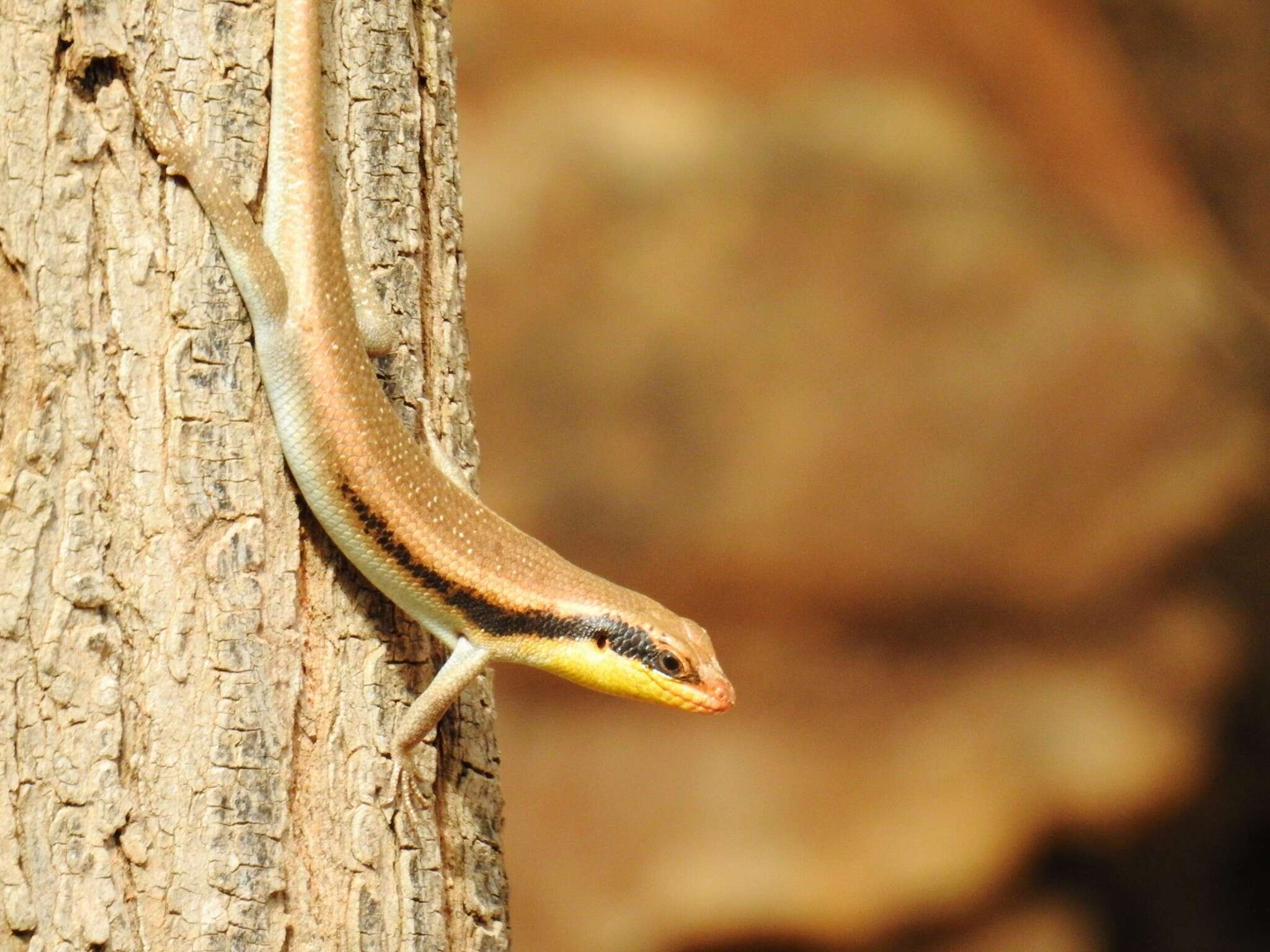 Image of Trachylepis wahlbergii (Peters 1870)