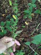 Image of Appalachian bunchflower