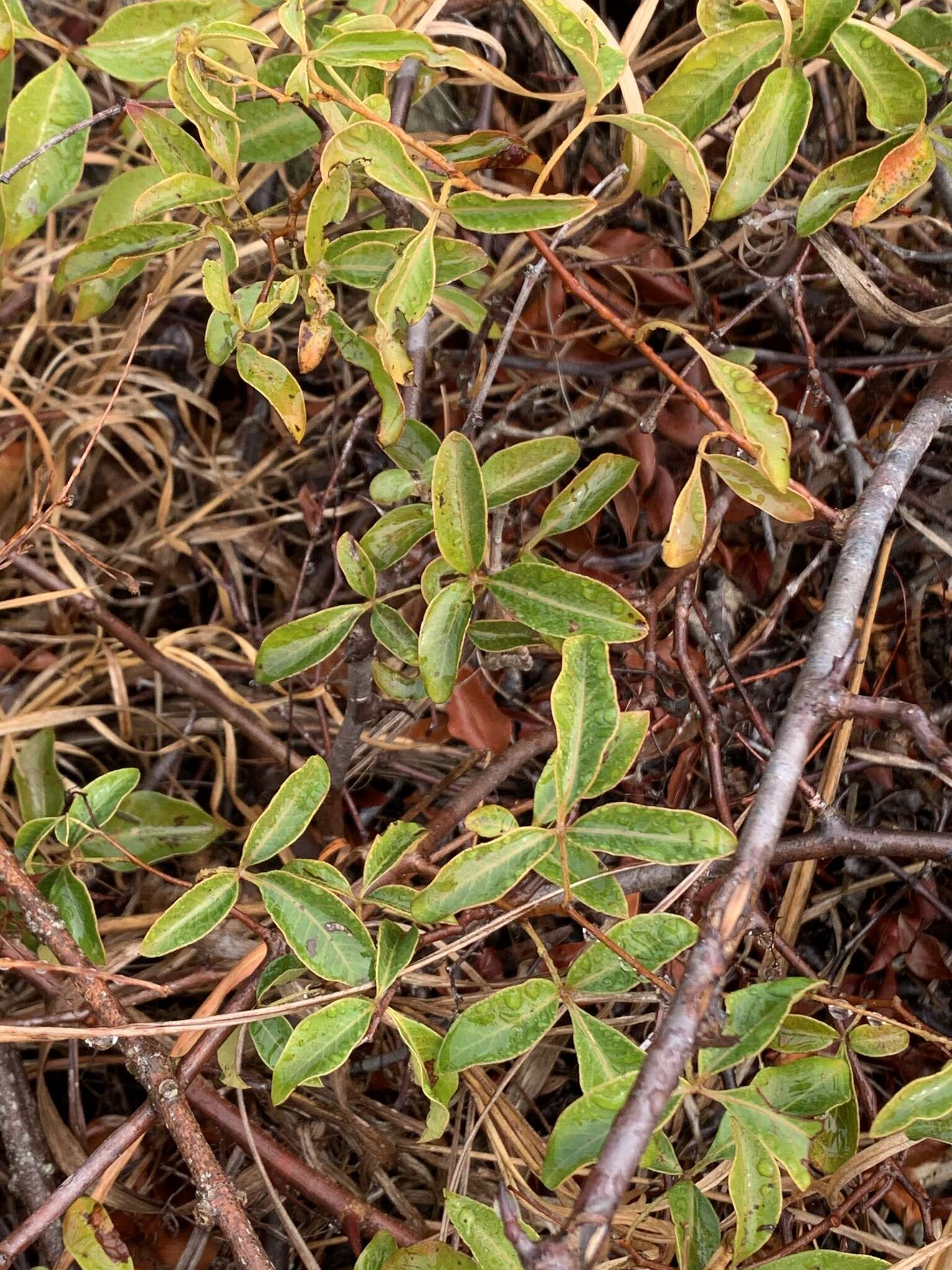 Image of Searsia acocksii (Moffett) Moffett