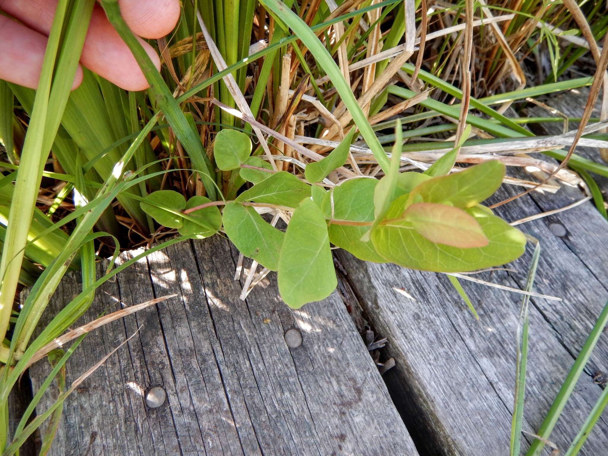 Image of Fraser's St. John's-Wort