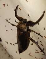 Image of Uhler's Water Bug