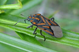 Image de Spilostethus lemniscatus (Stal & C. 1855)