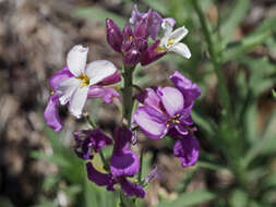 Image of Bowles perennial wallflower