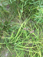 Image of Short's Sedge