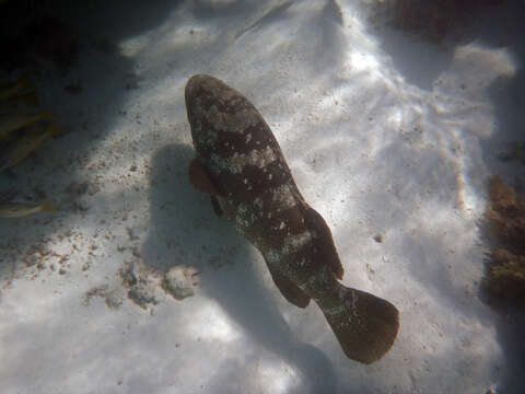 Image of Malabar Grouper