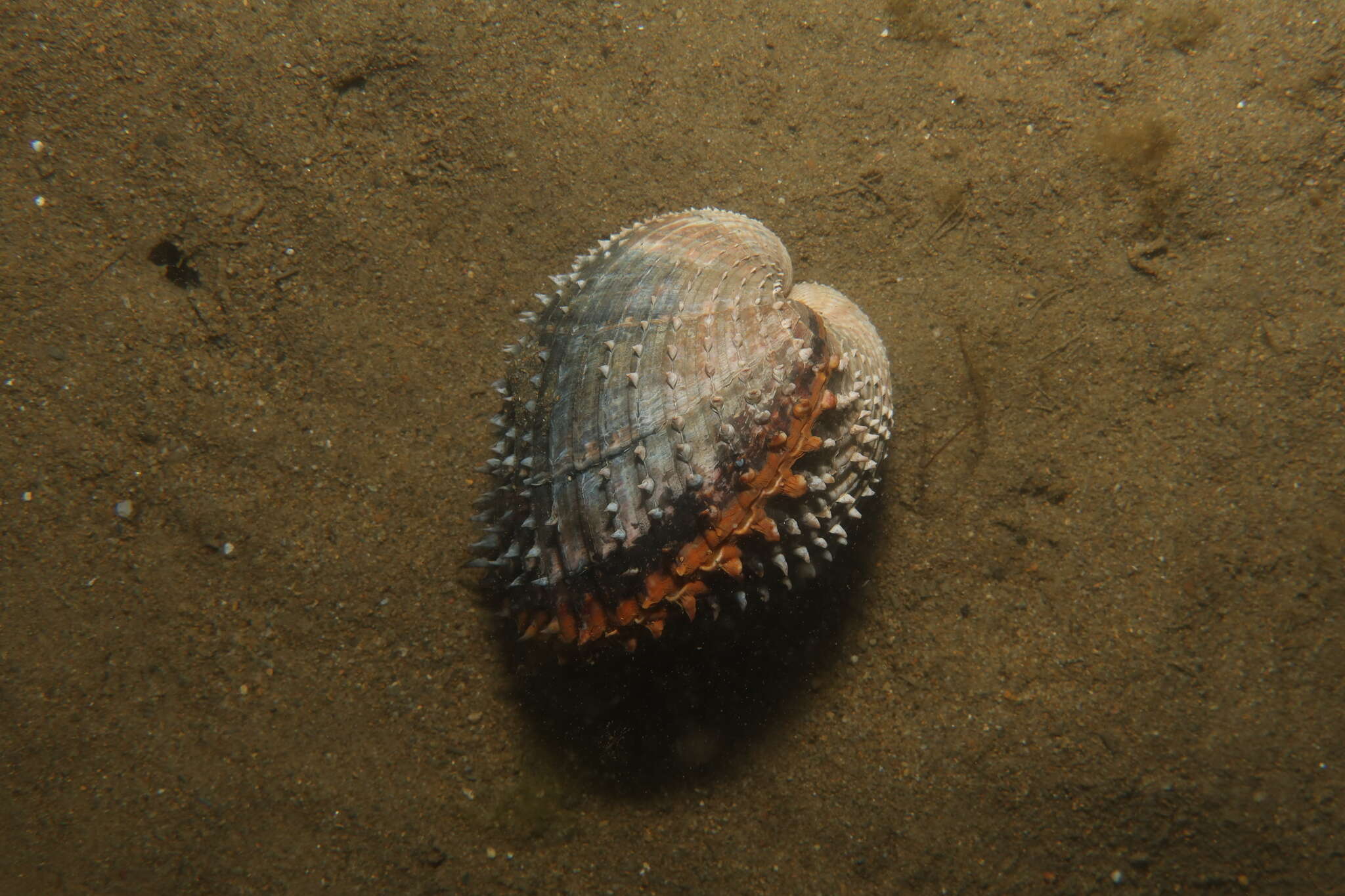 Image of spiny cockle