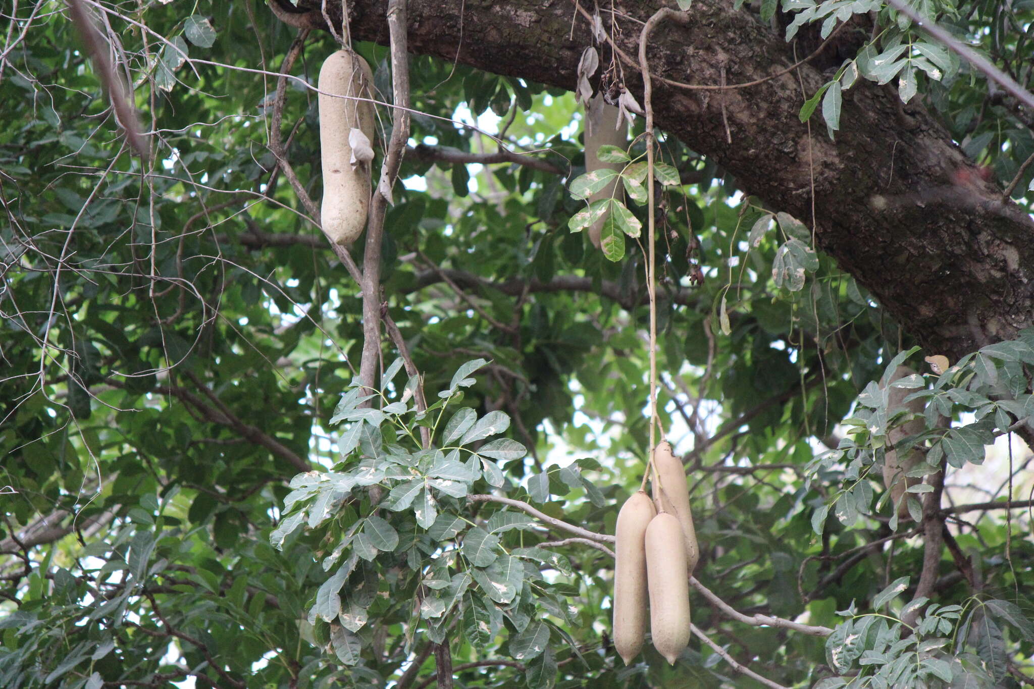 Image of sausage tree