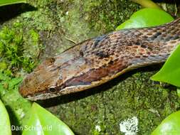 Image of Orange-bellied Racer