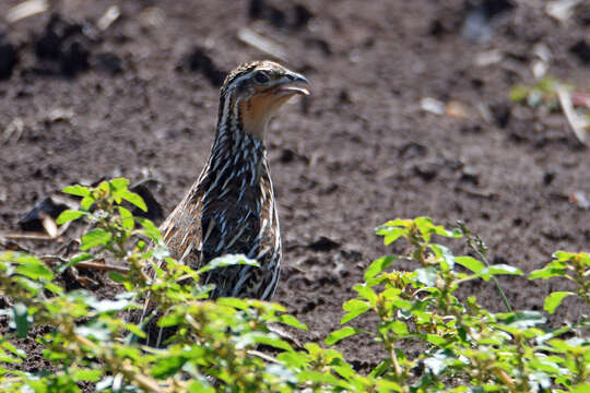 Coturnix pectoralis Gould 1837的圖片